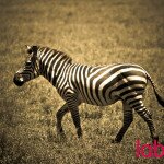 Zebra